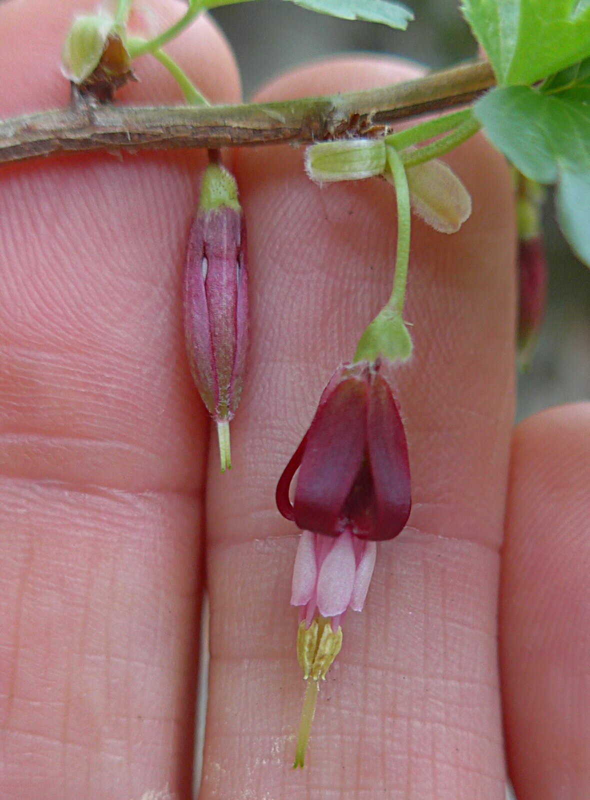 High Resolution Ribes californicum Flower